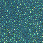 Lizard Blue
