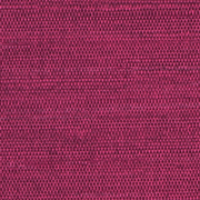 Kashmir Fuchsia