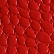 Medusa Red
